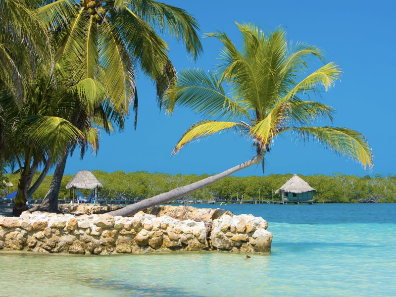 A palm tree perches on the blue sea in Tintipán, one of Colombia's hidden beaches.