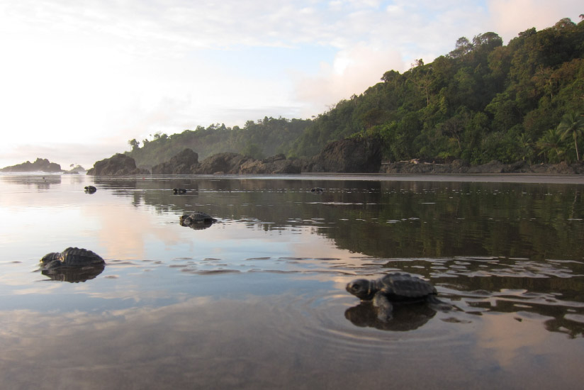 Sea turtle release in Colombia