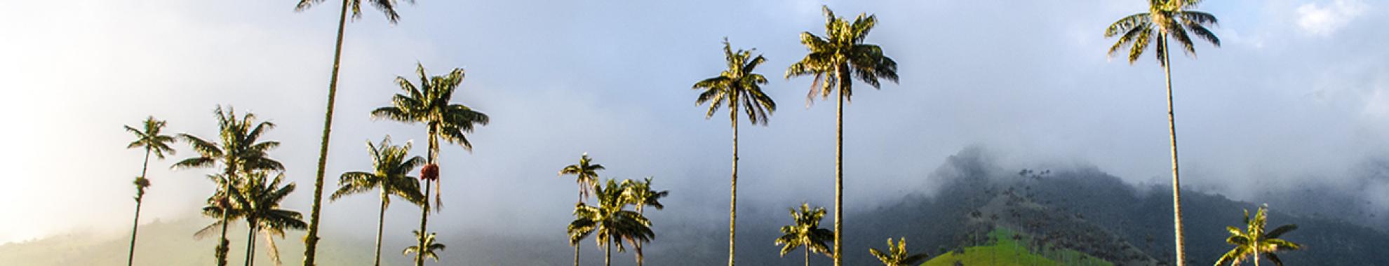 El Valle del Cocora es reconocido por su clima templado, uno de tipos de clima de Colombia