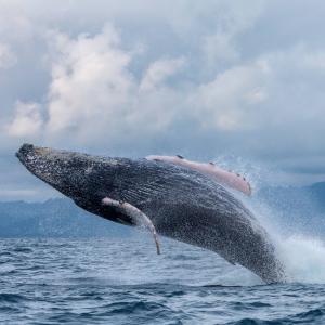 Ballena jorobada saltando frente a la costa de Nuquí, Colombia