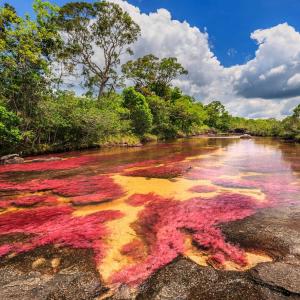 Conoce Caño Cristales, una belleza natural en Colombia