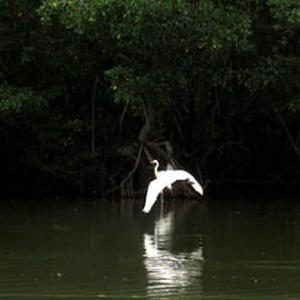 foto de Santuario de Fauna y Flora Ciénaga Grande de Santa Marta