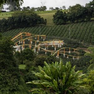 Foto Goza en el Parque Nacional del Café