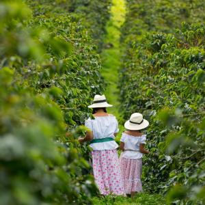 Foto de un Recorrido de la Cultura Cafetera