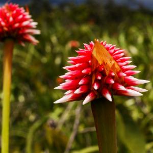 Sabana de la Flor de Inírida, Guainía, Colombia.