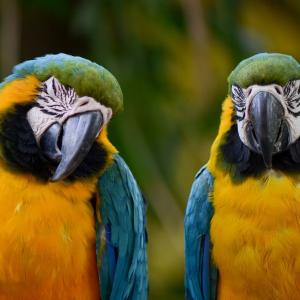 Colombia is the perfect destination for Bird Watching fans