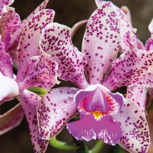 Orquídea colombiana.