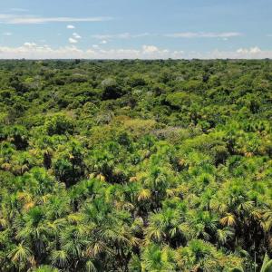 Canangucha palm tree in the Amacayacu National Natural Park, Amazonas, Colombia.