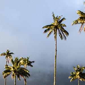 El Valle del Cocora es reconocido por su clima templado, uno de tipos de clima de Colombia