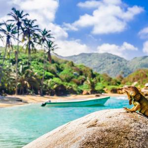 View of an iguana in Tayrona National Park in Santa Marta, Colombia