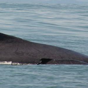 Humpback whales