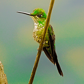Confira as histórias mais inusitadas e inesperadas sobre as aves nos diferentes cantos do país, na companhia de um repórter experiente e um ilustrador talentoso