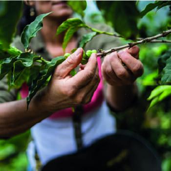 Conheça a riqueza da paisagem cultural cafeeira