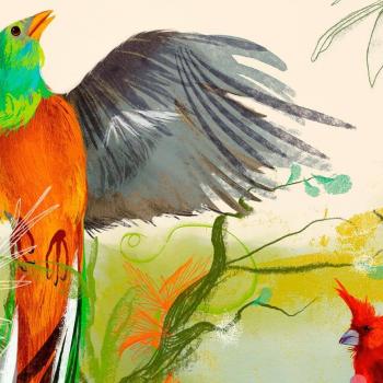 Observação de aves.