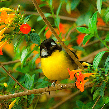Confira as histórias mais inusitadas e inesperadas sobre as aves nos diferentes cantos do país, na companhia de um repórter experiente e um ilustrador talentoso