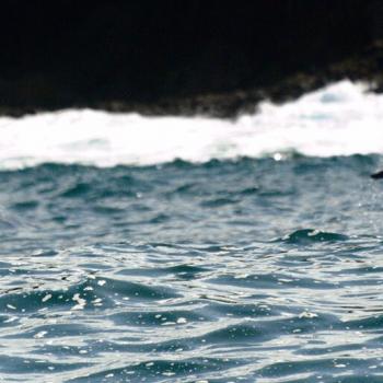 Avistamiento de ballenas en el pacífico