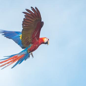 aviario nacional