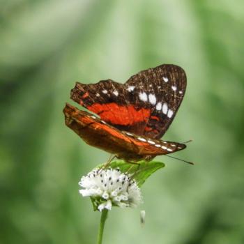 Foto Mariposario Paway