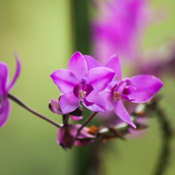 Foto Reserva Natural Orquídeas del Tolima