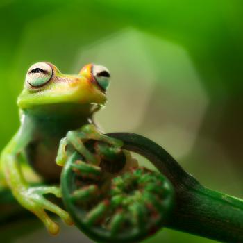 Explora la selva del Amazonas