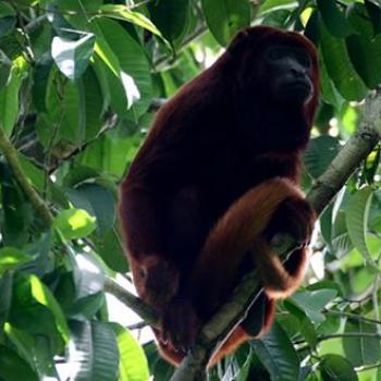 Foto de Santuario de Flora y Fauna Los Colorados