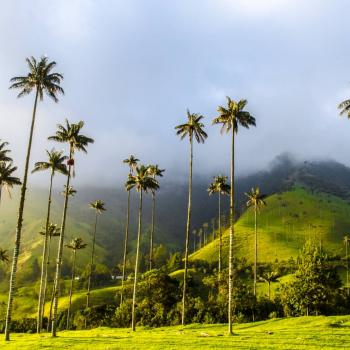 The wonderful Cocora Valley - Quindío - Armenia
