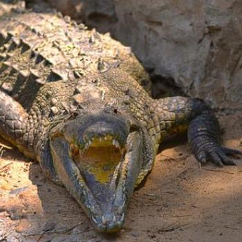 Die Botanische und Zoologische Stiftung Barranquillas