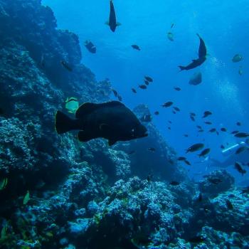 Malpelo