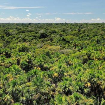 Canangucha palm tree in the Amacayacu National Natural Park, Amazonas, Colombia.