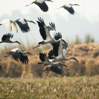 Birdwatching in the Sierra Nevada de Santa Marta