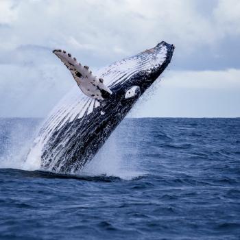 Ballena jorobada saltando fuera del agua en Colombia | Colombia Travel