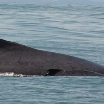 Humpback whales