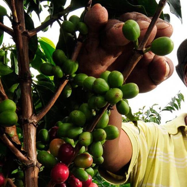 La cultura cafetera de Santa Rosa de Cabal