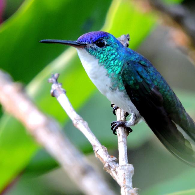 Bird Watching in the Coffee Cultural Landscape