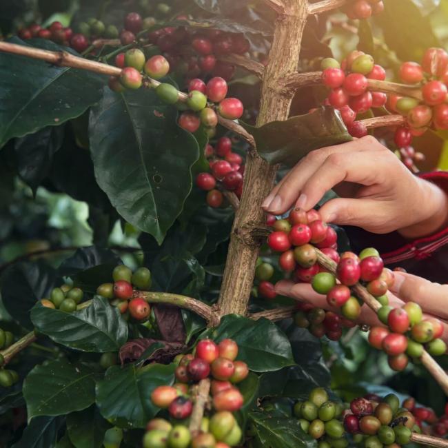 Tourist learning about the Coffee Culture in Armenia