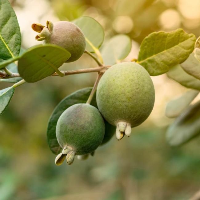 Foto del festival de feijoa