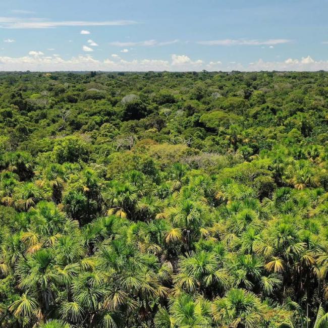 Canangucha palm tree in the Amacayacu National Natural Park, Amazonas, Colombia.